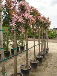 Image result for Rhaphiostylis