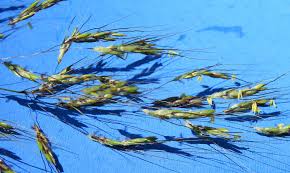 Image result for Acrachne