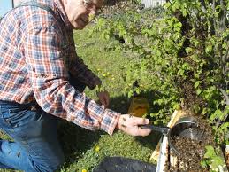 Avril Les Colonies Ont Explose Apiculture Jean Riondet