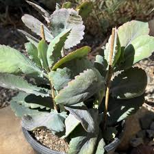 Image result for Kalanchoe fedtschenkoi