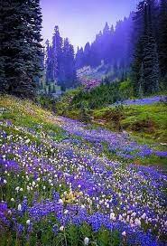 Natural beauty/ beautiful flower's photos, videos, images, kolkata. I Came To Some Beautiful Flower Covered Hills With Trees In The Distance It Is Sights Like These That Make S Me Take My Medita Nature Scenery Nature Pictures