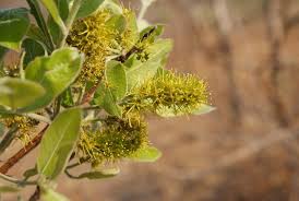 Image result for Combretum psidioides