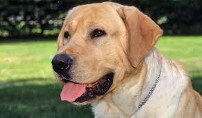 As a rule, people select a pet which can mirror their individuality and match their main traits of character. Most Popular Names For America S Top 10 Dog Breeds