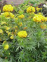 Flowers have the ability to inspire. List Of Indian State Flowers Wikipedia