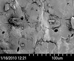 Image result for Zanha golungensis