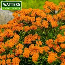Check spelling or type a new query. The 12 Perennial Flowers That Live The Longest Prescott Enews