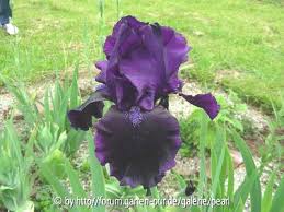 Welcome to the planet natural garden forum! Tbsilbernacht Tbpthrut Iris Wiki