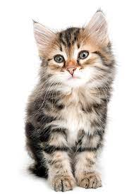 We offer a variety of services to the public including but not limited to adoptions and intake will continue to take place, but all appointments must be scheduled in advance—the shelter will not be open to the general public. Cats Animal Refuge League Of Greater Portland Maine Animal Shelter