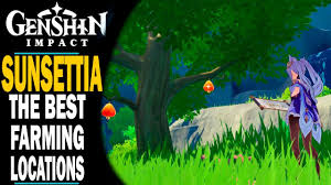 GENSHIN IMPACT - THE BEST LOCATIONS TO FIND SUNSETTIA FRUIT - 10 LOCATIONS  - AN EASY WAY TO FARM - YouTube
