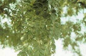 Image result for Diceratostele gabonensis