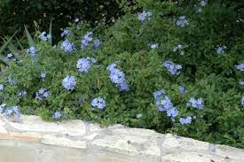 Image result for Plumbago auriculata