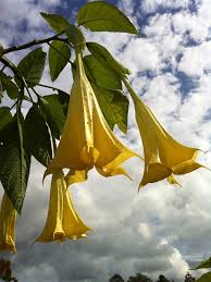 Image result for Brugmansia