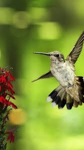 Hummingbird Iphone Wallpapers Wildlife Wallpaper Hummingbird Wallpaper Animal Wallpaper