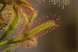 Decoding the secret language of plants