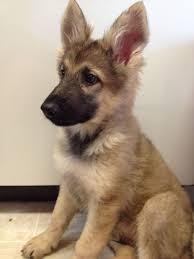 German Shepherd Black And Brown Puppy German Shepherd Puppy Love Those Ears Germanshepherd Shepherd Puppies Baby Animals Puppies
