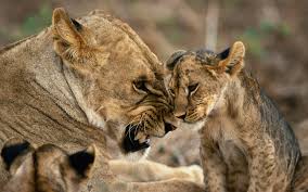 Mother lioness and cub - Lions Photo (38796754) - Fanpop - Page 9