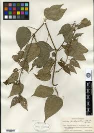Image result for Acalypha clutioides
