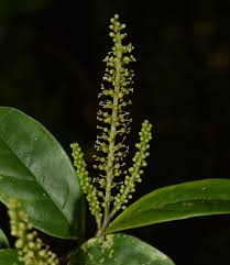 Image result for Antidesma