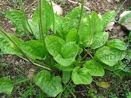 Image result for Plantago