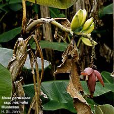 Image result for Musaceae