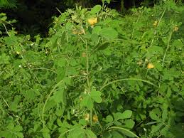 Image result for Senna obtusifolia