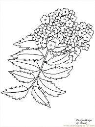 482 x 617 file type: Flower Coloring Pages Oregongrape Coloring Page For Kids Free Flowers Printable Coloring Pages Online For Kids Coloringpages101 Com Coloring Pages For Kids