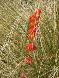 Image result for Cyanella lutea