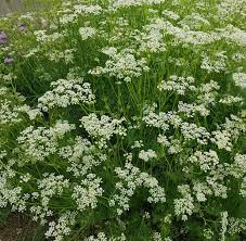 The caraway plant is an erect, herbaceous, biennial herb with a thick tuberous rootstock. Annual And Biennial Caraway Varieties Is Caraway Biennial Or Annual