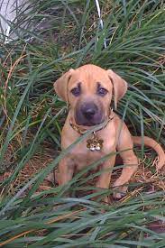 Such An Adorable Boy This Is My Friend S Black Mouth Cur Riley When He Was A Baby Black Mouth Cur Puppies Black Mouth Cur Cute Dogs Breeds