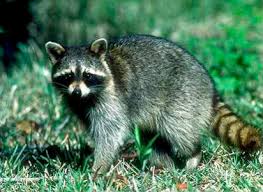 Biogeography of Raccoon (Procyon lotor)