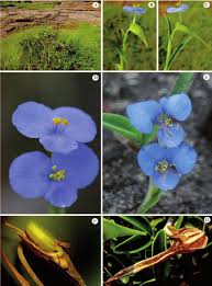 Image result for Commelina petersii