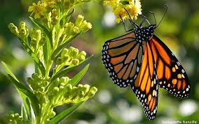We did not find results for: Get Ready For Monarch Migration The National Wildlife Federation Blog The National Wildlife Federation Blog