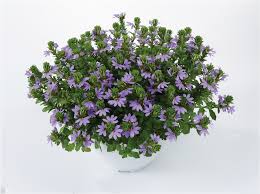 Jun 01, 2021 · scaevola plants fill a niche for gardeners seeking a heat tolerant plant for their summer containers: Blue