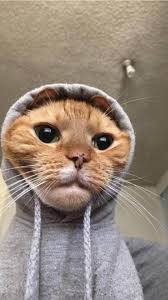 Pin By Pavlina Kupsova On T In 2020 Cute Animals Cute Funny Animals Cute Baby Animals