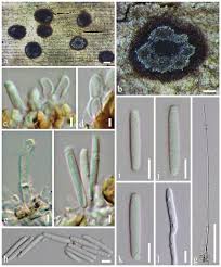 Image result for Pandanus sp. B