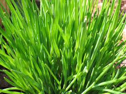 Garlic chives have been used as a crude 'drug' since 770bc. How To Plant Grow And Harvest Chives