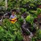 Live Entertainment: Chico Edralin event in Koloa, HI