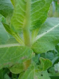 Image result for Guizotia scabra