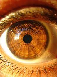 Brown Eye Macro Picture Brown Eyes Aesthetic Beautiful Brown Eyes Eye Photography