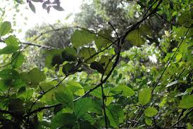 Image result for Rhoicissus tomentosa