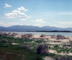 Image result for Thesium unyikense