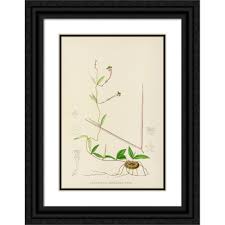 Image result for Ceropegia rendallii