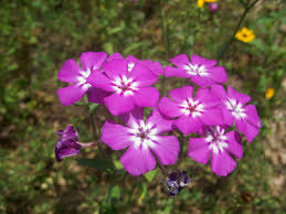 You may know this plant by any of a number of other common names like louisiana phlox, wild blue phlox and wild sweet william. Annual Phlox Info Learn About Growing Drummond S Phlox Plants