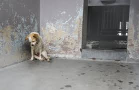 Um cachorrinho deprimido em um abrigo mal consegue levantar a cabeça para implorar por amor