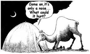 If a camel gets his nose in a tent, his body will follow. Camel S Nose The Logical Place