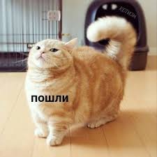 pin ot polzovatelya alexxxxxx na doske memes koshki smeshnye kotyata zabavnye kartinki