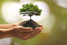 Arbogal no podía faltar a esta cita y se nos ha ocurrido subir un pequeño. Cuando Es El Dia Del Arbol 2021 Y Por Que Se Celebra Sobrehistoria Com