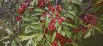 Image result for Combretum collinum