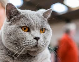 Why not register with us !! 44 930 British Shorthair Photos Free Royalty Free Stock Photos From Dreamstime