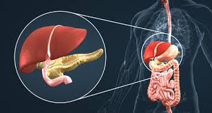 If the pain stems at the upper right portion of your abdomen under the ribs, then it is liver pain. The Anatomy And Functions Of The Liver 3d Scene Mozaik Digital Education And Learning